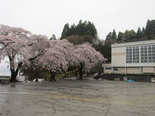 伐採される桜_s.jpg